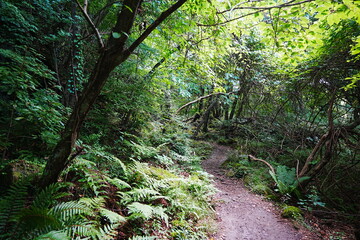 refreshing summer forest in the sunlight