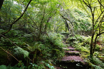Obraz premium stairs in dense forest