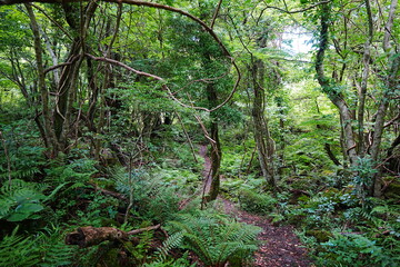 primeval forest in summer
