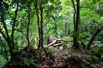Fototapeta premium mossy trees in summer forest