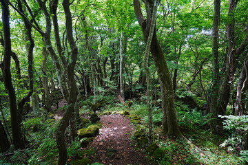 summer path in the gleaming sunlight
