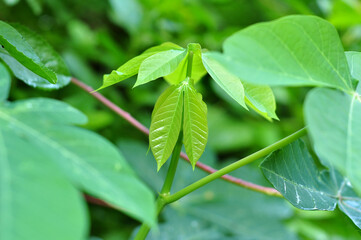 selective focus of cassava leaf shoots