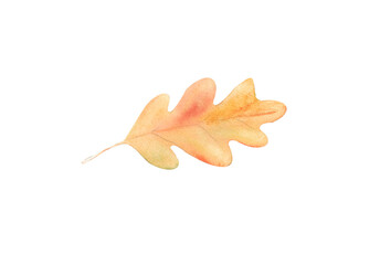 Naklejka premium Oak Leaf