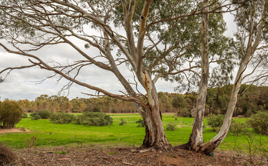 Fototapeta na wymiar eucalyptus tree in rural landscape