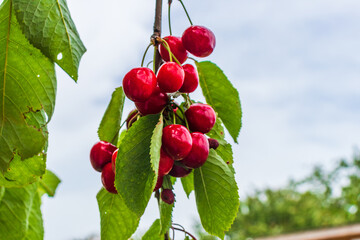 Ripe cherries hanging on a cherry tree branch against green background. Fruits growing in organic cherry orchard on a sunny day