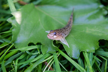 Close up view of freshwater bullhead fish or round goby fish just taken from the water on big green leaf..
