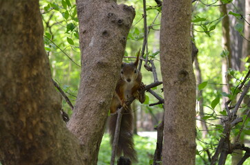 squirrel on a tree