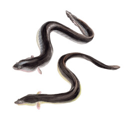 ウナギ　手描き水彩画