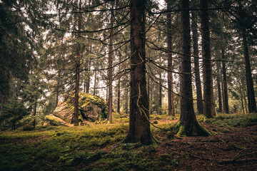 Der Bayerische Wald zum Herbstanfang mit grünem Wald und Bäumen. Bayern Deutschland