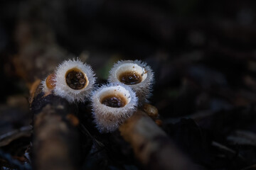 Bird’s nest fungi (Crucibulum laeve) grow on fallen branches on the forest floor. The flat ‘eggs’ contain spores and are thrown from the ‘nest’ by splashes of raindrops.
