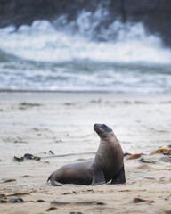 New Zealand sea lion (Phocarctos hookeri) at Sandfly Bay, Otago Peninsula. Vertical format.