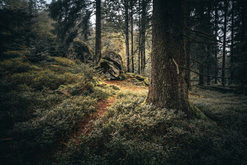 Der Bayerische Wald zum Herbstanfang mit grünem Wald und Bäumen. Bayern Deutschland