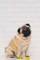 A cute fat pug sits wrapped in a yellow measuring tape near a white brick wall. The concept of diet...