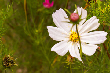 Garden Cosmos (Cosmos bipinnatus). Close-Up of a White Flower. Left Copy Space