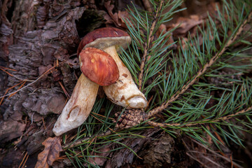 Group of wild edible bay bolete known as imleria badia or boletus badius mushroom on old hemp in pine tree forest..