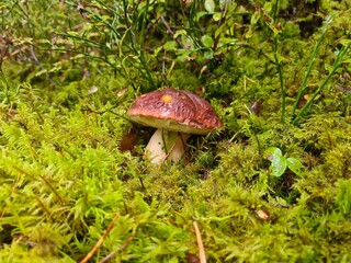 mushroom in the forest