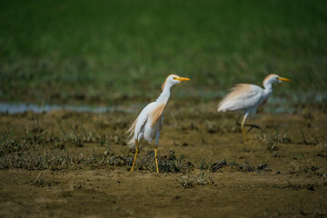 Western Cattle Egret (Bubulcus ibis) walking on grass