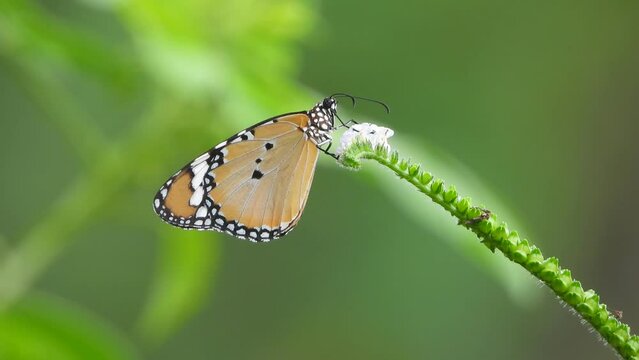 Beautiful butterfly - flower -