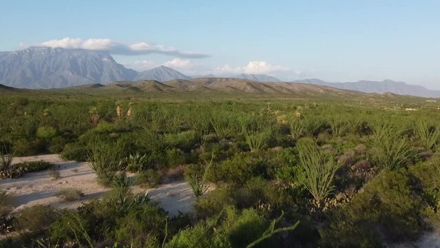 desert trees and mountain view
