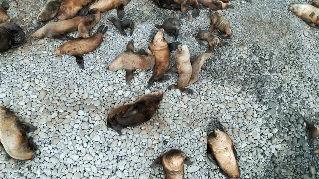 Sea lions rest in sand in beach in Big Sur National Park California.