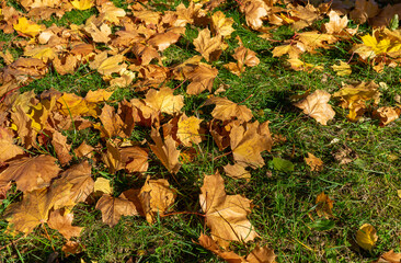 Laubblätter auf einer Wiese im Herbst