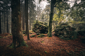 Obraz premium Der Bayerische Wald zum Herbstanfang mit grünem Wald und Bäumen. Bayern Deutschland