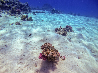 Whitespotted Puffer (Arothron hispidus) at coral reef..