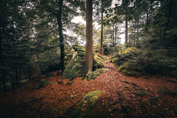 Der Bayerische Wald zum Herbstanfang mit grünem Wald und Bäumen. Bayern Deutschland