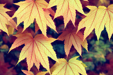 Fall Tree Leaves Autumn Color Seamless Texture Pattern Tiled Repeatable Tessellation Background Image