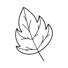 Hand drawn leaf. Doodle floral garden design element. Ecology concept.