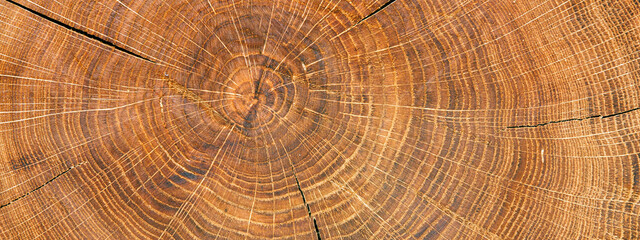Cut tree log Wood texture background. Wood rings