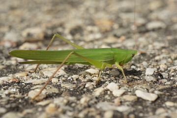 Closeup on a large green Mediterranean cone-headed grasshopper, Ruspolia nitidula
