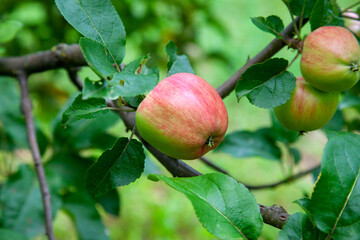 Shiny delicious green apples on a branch ready to be harvested in an apple orchard..