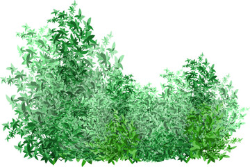 Obraz premium Realistic garden shrub, seasonal bush, boxwood, tree crown bush foliage.Ornamental green plant in the form of a hedge.For decorate of a park, a garden or a green fence.