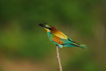 European Bee-eater (Merops apiaster) perched on tree branch