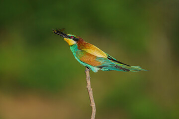 European Bee-eater (Merops apiaster) perched on tree branch