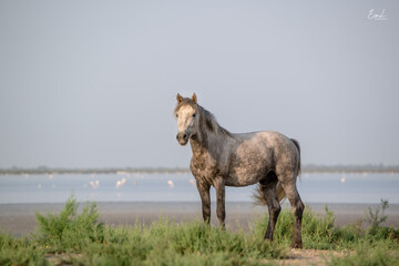 Camargue horses - 536263539