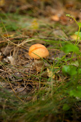 Red boletus mushroom in the wild. Red boletus mushroom grows on the forest floor at autumn season..