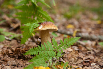 Boletus mushroom in the wild. Porcini mushroom grows on the forest floor at autumn season..