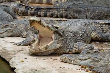 Large combed crocodile  lies on the ground with its mouth open. This is how they regulate body temperature. They also clean his mouth with a bird called the crocodile watchman (Egyptian runner).