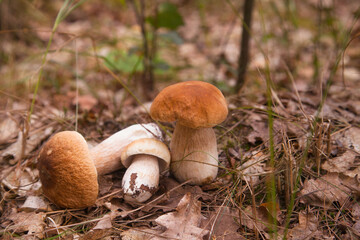 Pile of porcini mushrooms in pine tree forest at autumn season..