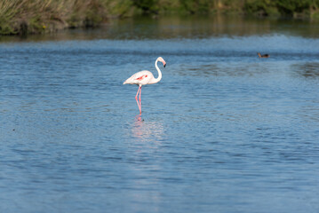 Pink flamingo, Camargue, France - obrazy, fototapety, plakaty