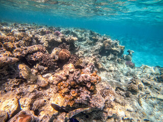 Underwater life of reef with corals and tropical fish. Coral Reef at the Red Sea, Egypt.