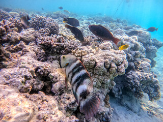 Big Broomtail wrasse (Cheilinus lunulatus) at coral reef..