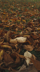 Fallen leaves on the grass