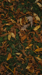 Many autumn leaves on the grass