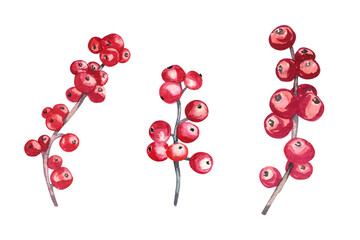Watercolor ilex's branches.  Christmas  red berries. Hand drawn isolated on transparent.