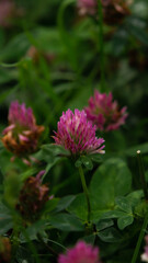 Pink flower in the park in macro