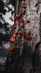 Red beetles on a tree trunk