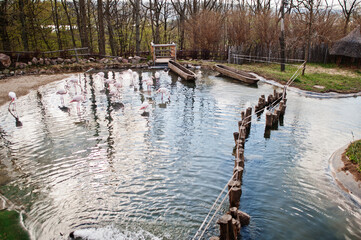 Flock of pink flamingos in a pond at zoo.